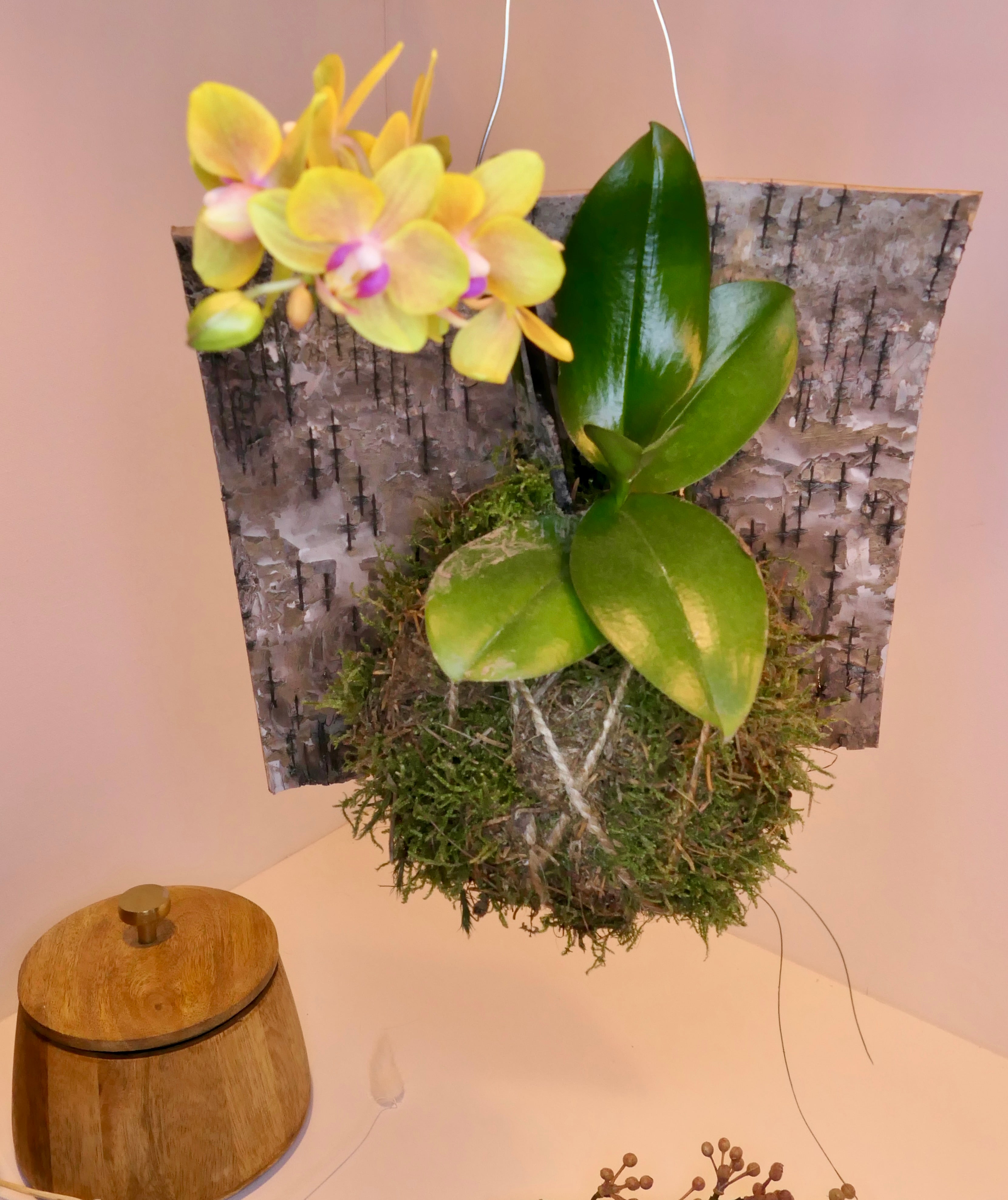 Kokedama - Orchidée