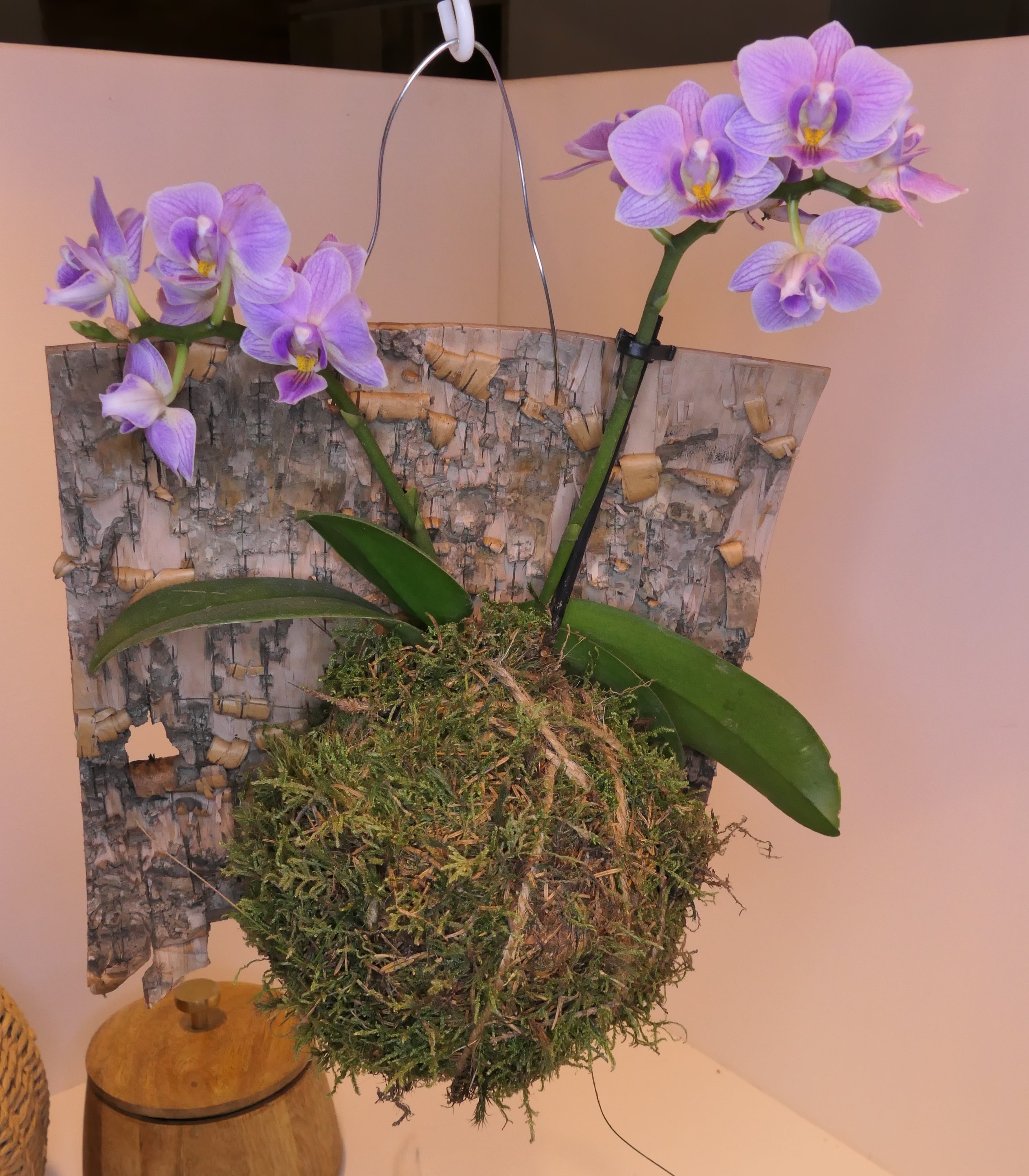 Kokedama - Orchidée