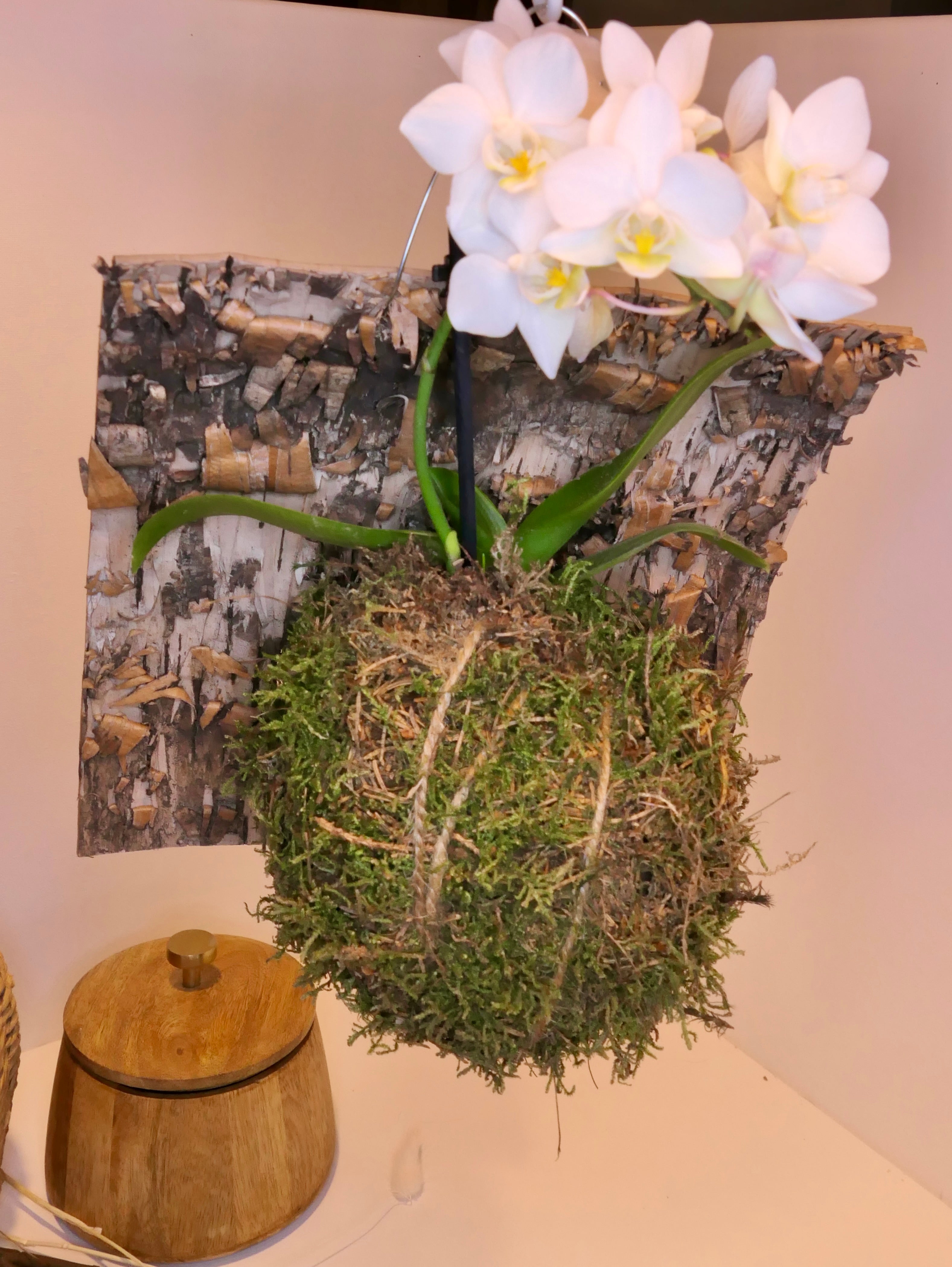 Kokedama - Orchidée