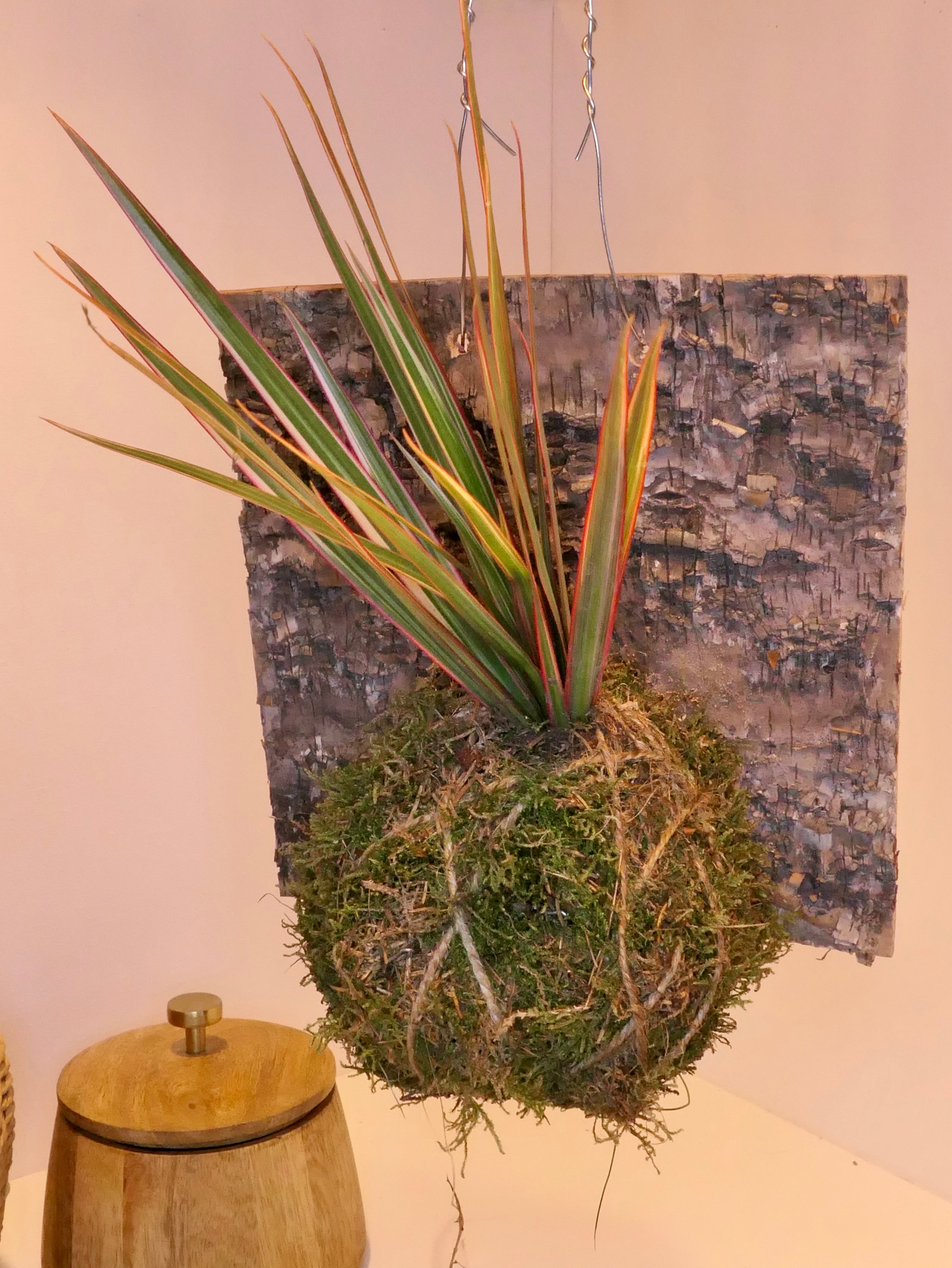 Kokedama - Bois de chandelle