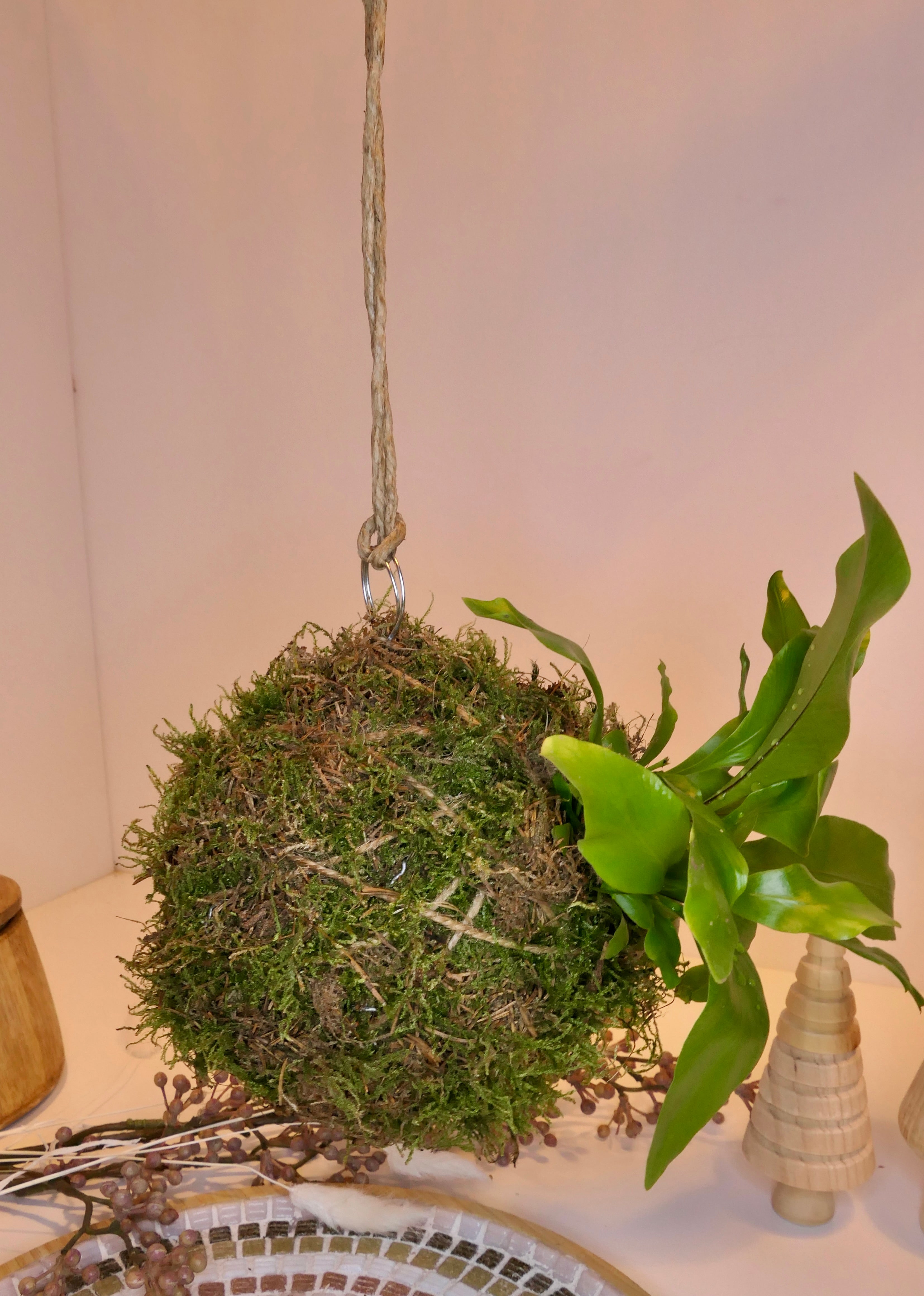 Kokedama - Fougère nid d'oiseau