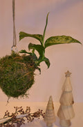 Kokedama - Canne à gratter