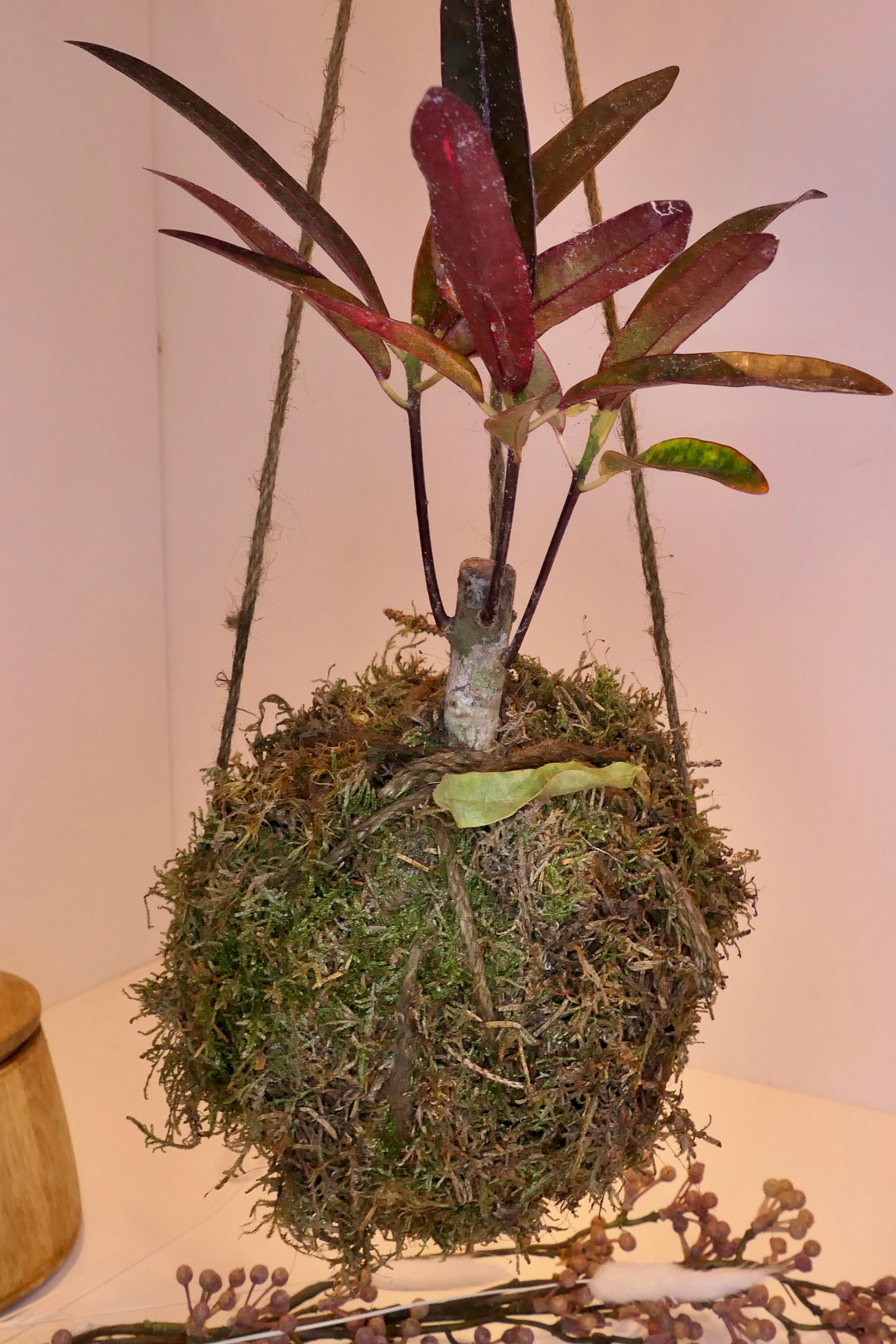Kokedama - Croton