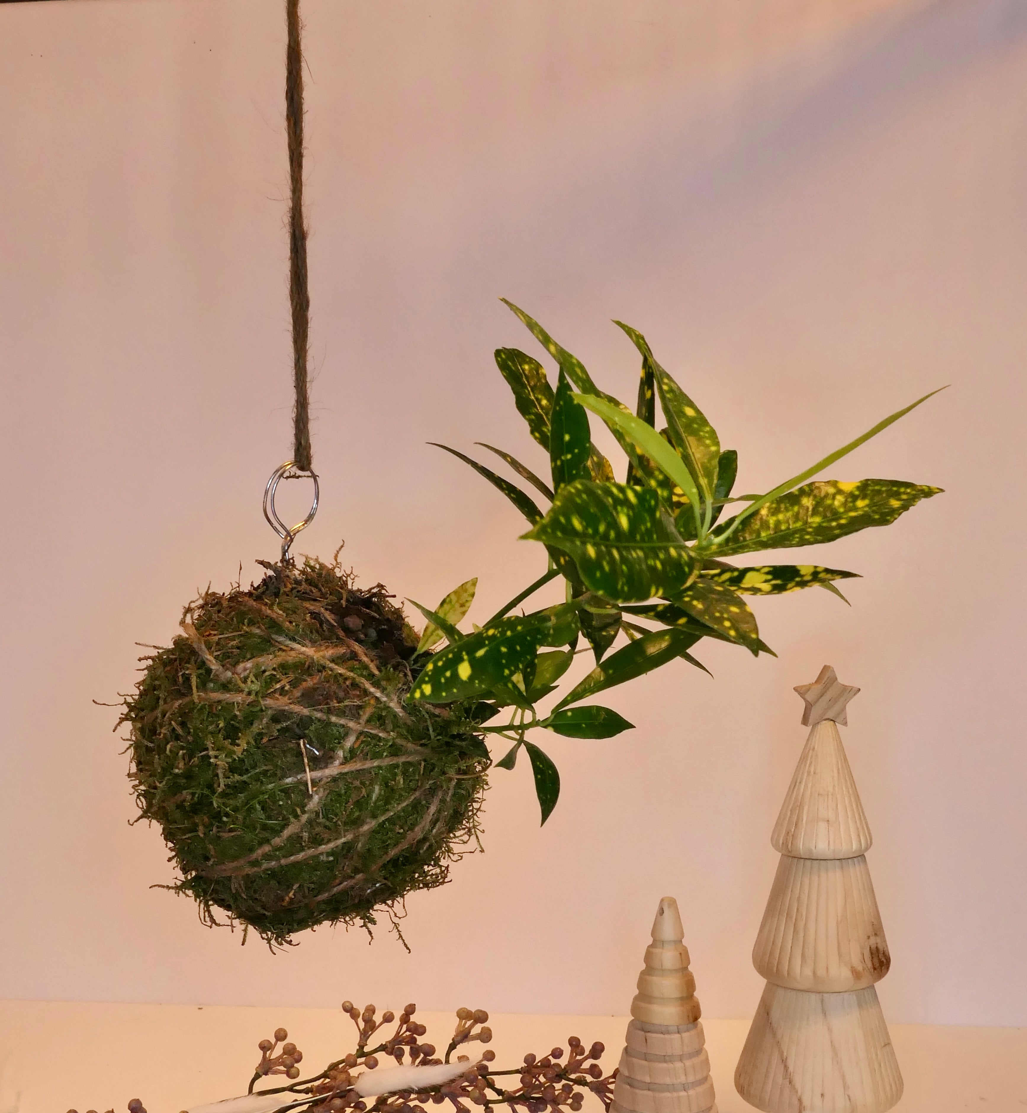 Kokedama - Aucuba du Japon