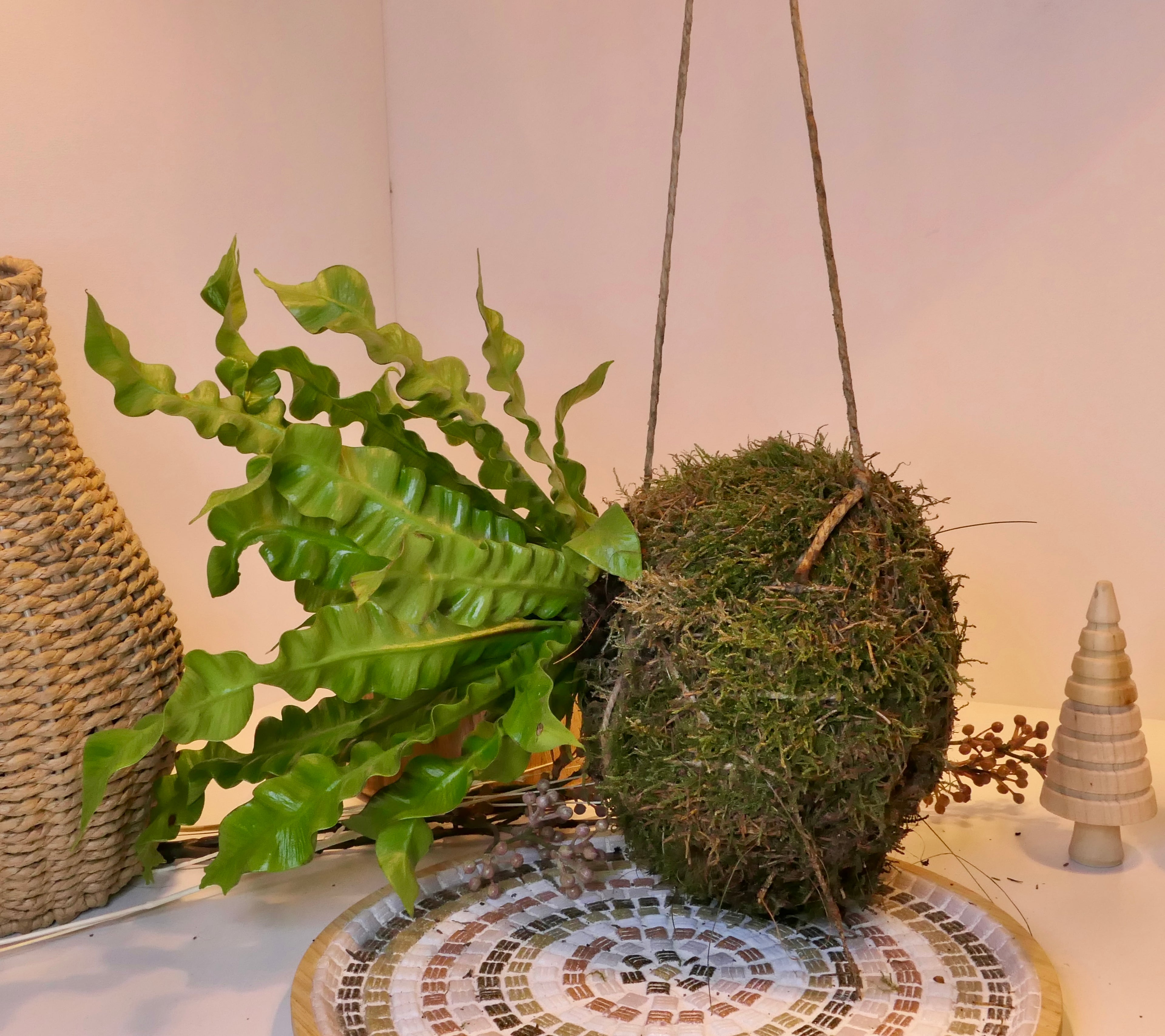 Kokedama - Scolopendre