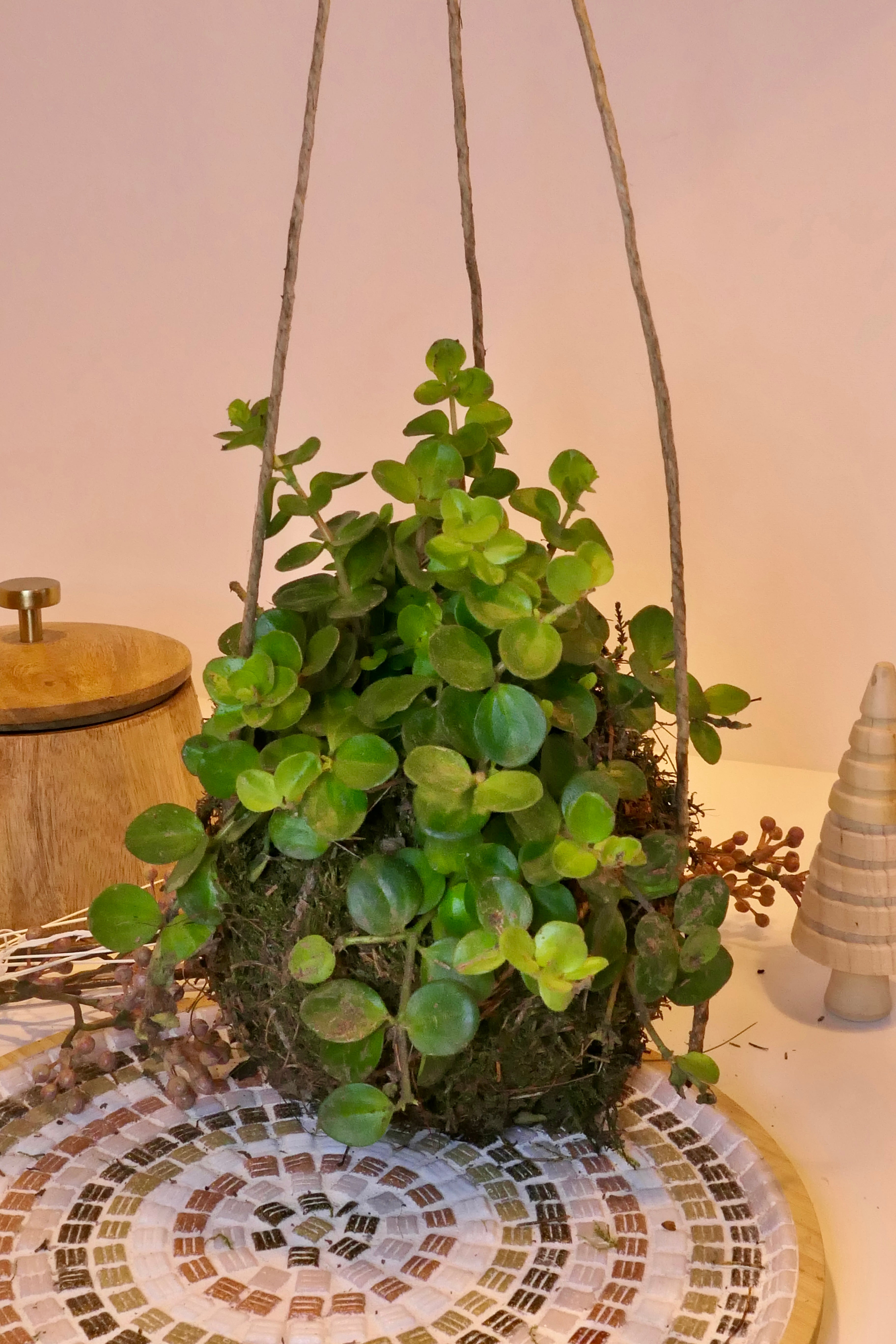 Kokedama - Pépéromie à feuilles rondes