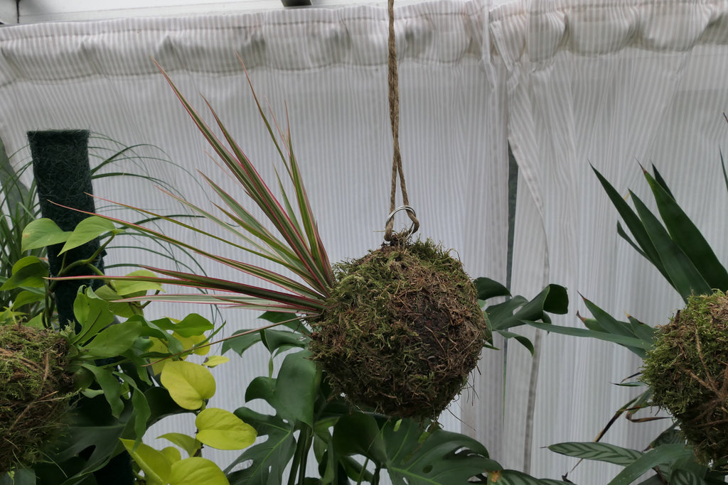 Kokedama - Bois de chandelle