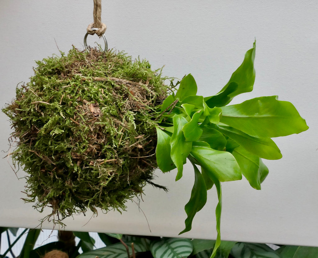 Kokedama - Fougère nid d'oiseau