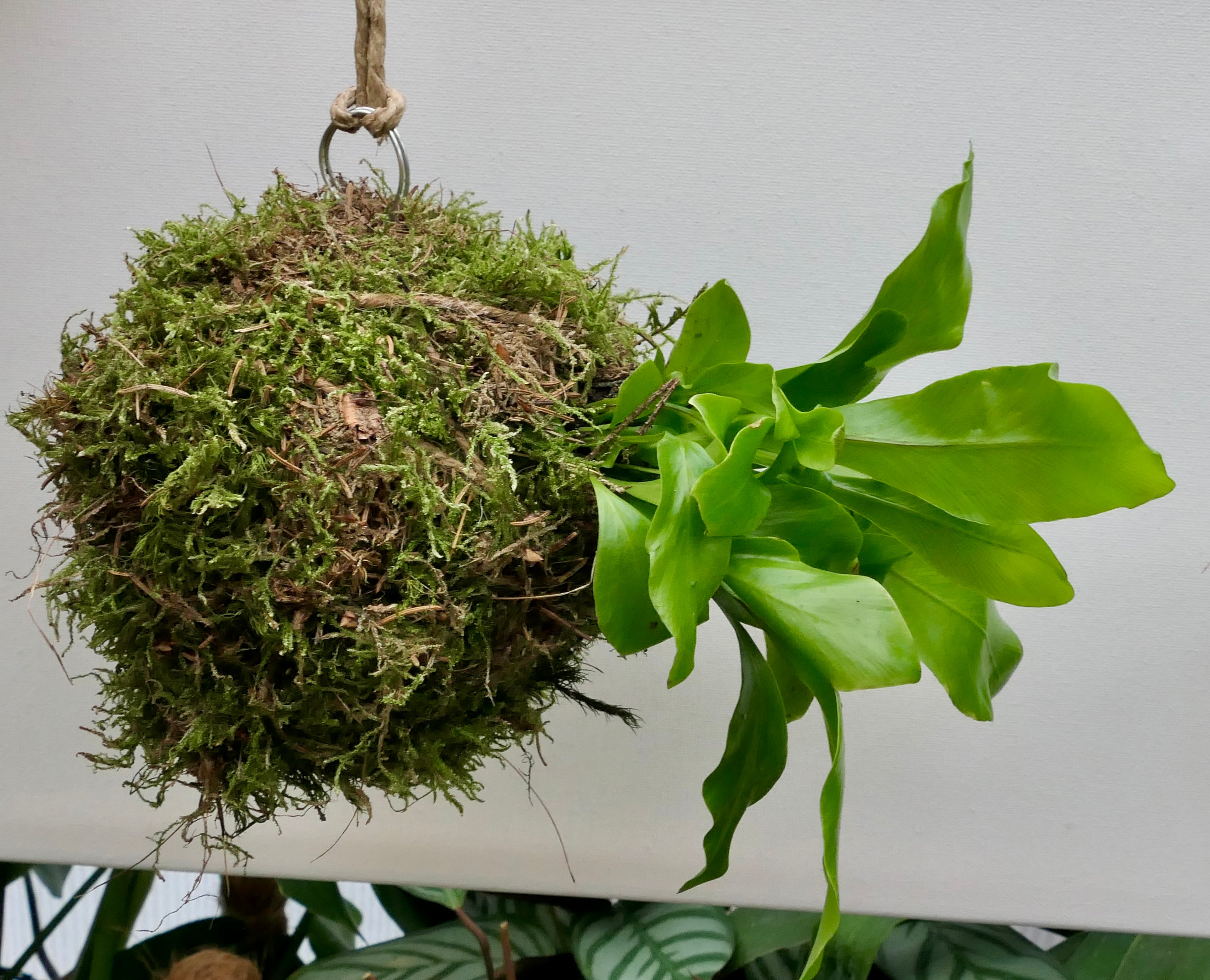 Kokedama - Fougère nid d'oiseau
