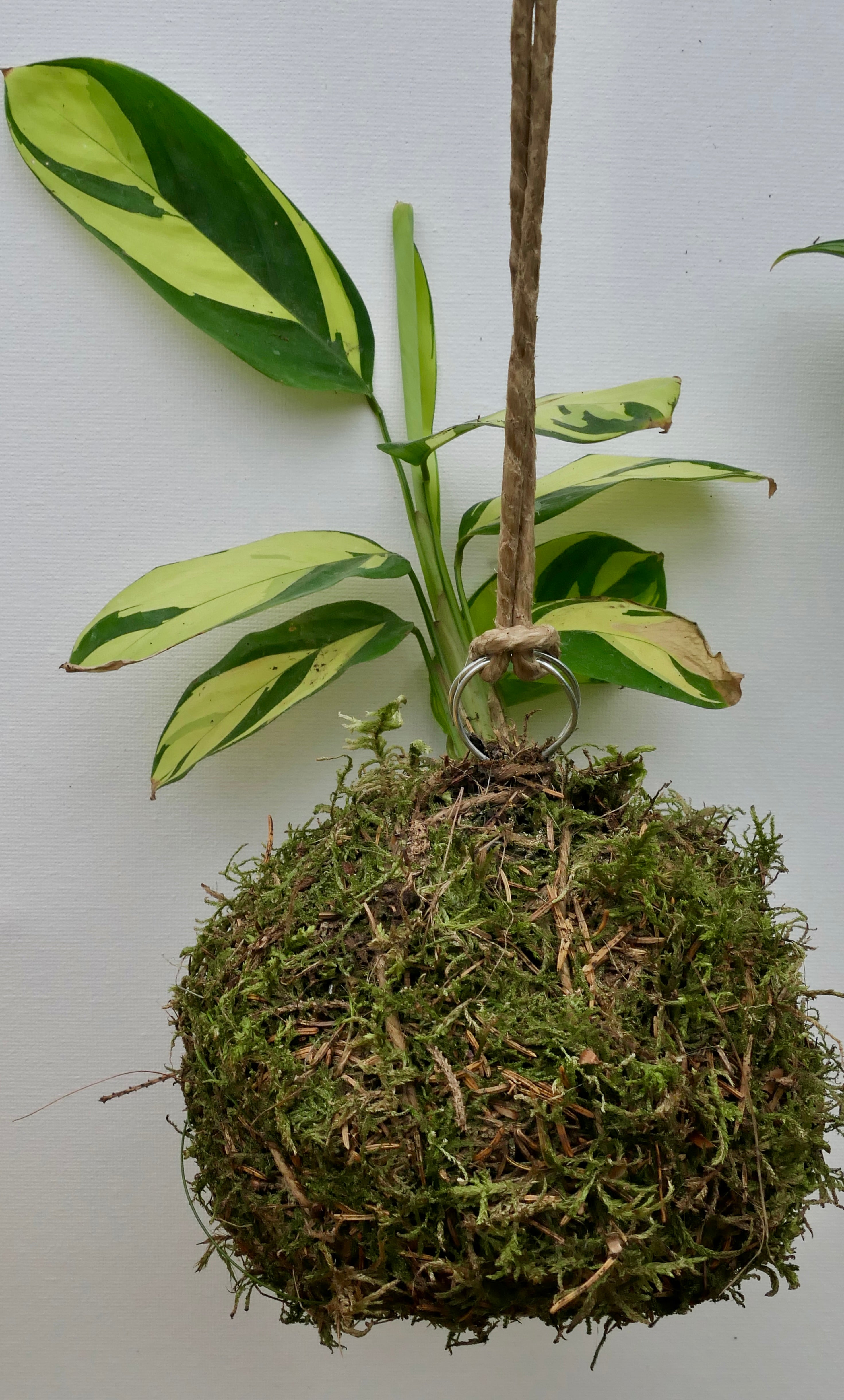 Kokedama - Calathea Golden Mosaic