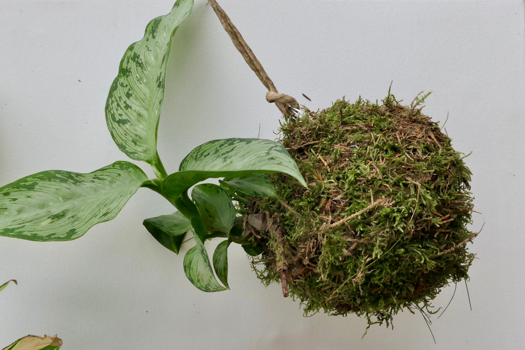 Kokedama - Canne à gratter