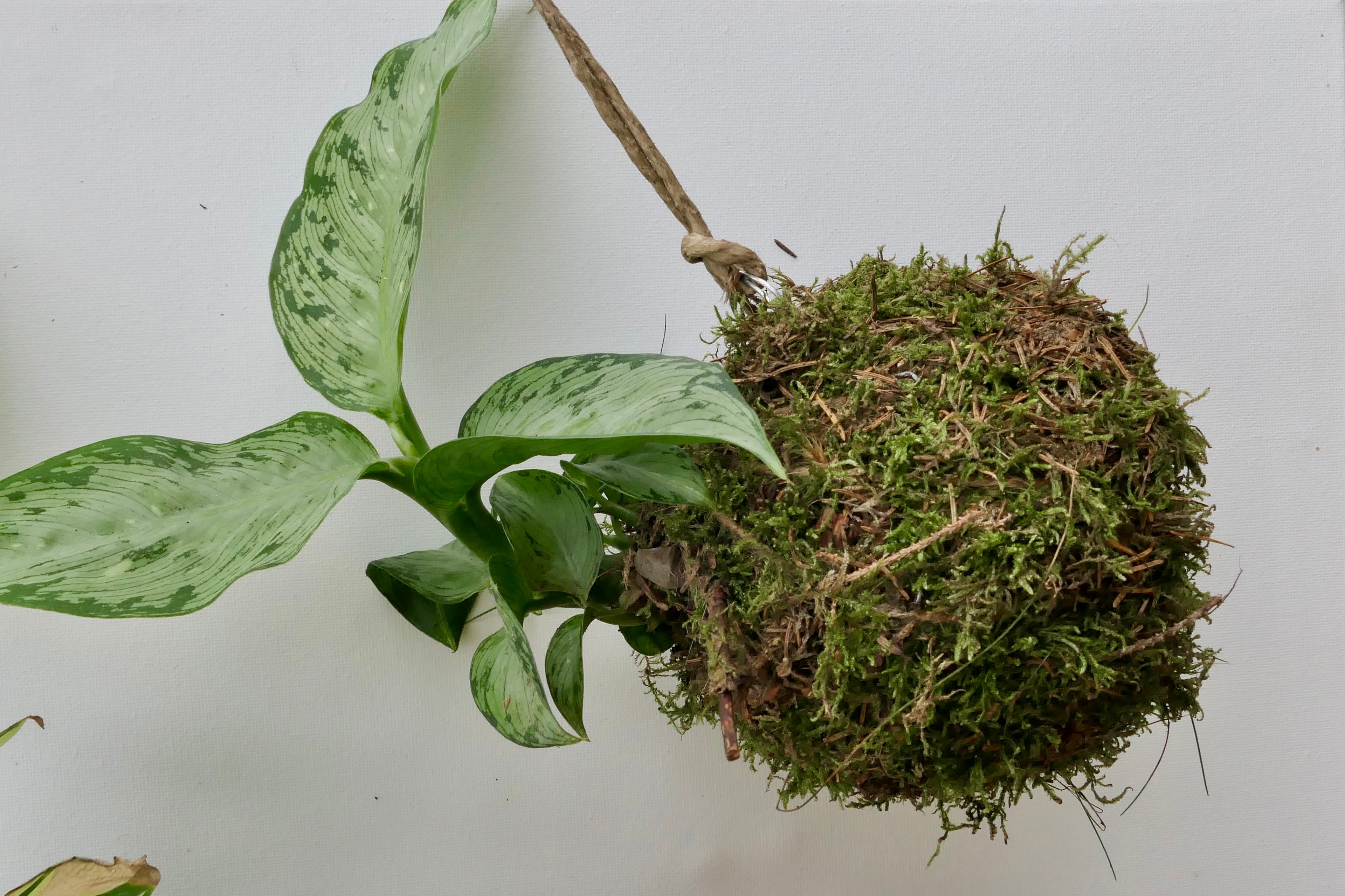 Kokedama - Canne à gratter