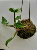 Kokedama - Philodendron